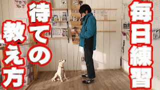 【しつけ】４カ月の子犬と待ての朝練と練習方法解説