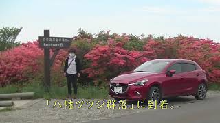 那須塩原での田舎暮らし、チョイ・ドライブ（八幡ツツジ群落）