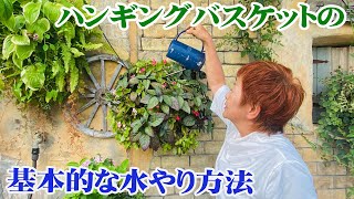 【意外と知らない】ハンギングバスケットの「ジョウロでの水やり」と「自動潅水のススメ」【ガーデニング】【園芸】