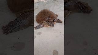 किस्मत से मिलते है कछुआ रास्ते में मुझे देख कर डर गया🐢#turtle #tortoise #kachua #shorts #ytshorts