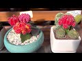 wonderful and colorful cactus and succulent designs for spring and year round