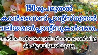 ഹൈബ്രിഡ്ബൌട്ഗൈൻവില്ല പ്ലാന്റ് ഗിഫ്റ്റായി വേണോ 💕. 150 രൂപമുതൽ അടിപൊളി ചെടികൾ. #garden #floweringplant