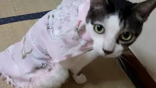 今日も猫用の服を作って着せてみた