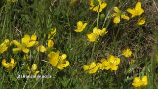 Wild flowers: Ranunculus acris - buttercup, meadow buttercup, common buttercup and giant buttercup