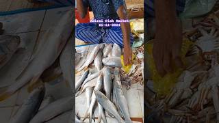 அதிராம்பட்டினம் மீன் மார்கெட் 21-11-2024 #adiraijafar #fish #shorts