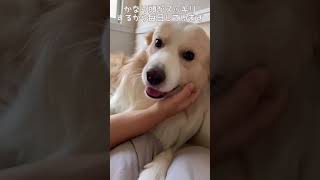 全力で飼い主を癒そうとしてくれる犬が、無敵の可愛さだった...#shorts