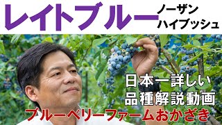 【レイトブルー】品種解説動画