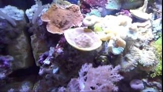 Mini Saltwater Reef System