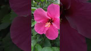 Pretty Hibiscus 🌺 #hibiscus #flowers #shorts