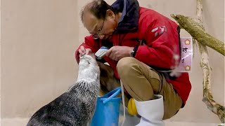 ラッコ　メイちゃんとキラちゃん　朝一番の健康チェックです【鳥羽水族館】Sea otter Mei-chan Kira-chan Toba Aquarium