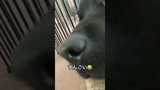 お昼寝いびき　ラブラドール　犬