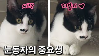 [ENG] 고양이의 신기한 동공크기 변화 ㅣ The importance of pupil size (cat eye)