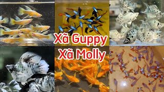 Lên Đợt Cá 7 Màu Giá Rẻ Cuối Năm | Xã Cá Molly Gold Short Và Bò Sữa Short Đuôi Én