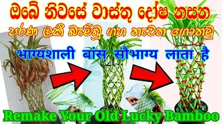 පරණ lucky bamboo ගහ නැවත ගොතමු / Lucky Bamboo designs/ සැන්ඩ්‍රියානා/ भाग्यशाली बांस सौभाग्य लाता है