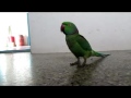 appu a tamil speaking parrot