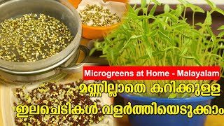 Microgreens Malayalam | Microgreens without Soil | മണ്ണില്ലാതെ വെള്ളത്തില്‍ ഇലചെടികള്‍ വളര്‍ത്താം