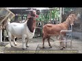 boosting quality goat meat exploring boer goat crosses with sirohi goats