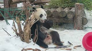 Giant panda Katyusha from Moscow Zoo