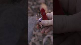 Starting a fire with a Swiss Army Knife and a battery hack