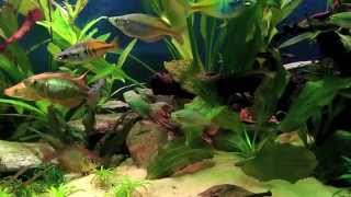 Rainbow Fish Planted Setup - 180Litres