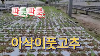 늘햇살팜 농튜브 새해 새봄 새싹들 구경하세요