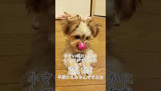 犬のトイレトレーニング #shorts #dog #犬 #トイトレ #パピー