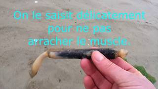 La pêche aux couteaux avec du sel en Bretagne