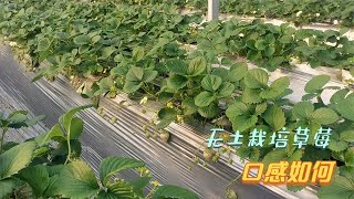 无土栽培草莓成熟了，检测口感如何，要比土壤好很多