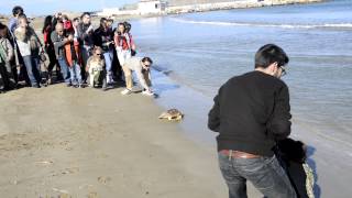 Απελευθέρωση Caretta-Caretta Κρήτη - Turtles Go Home in Crete