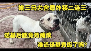 姚三马犬舍意外接二连三，诺基后腿竟然瘫痪，难道诺基真废了吗？