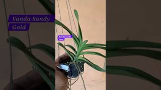 Mature Vanda Orchids available for Sale. Shree's Orchids. WhatsApp: 8101454816