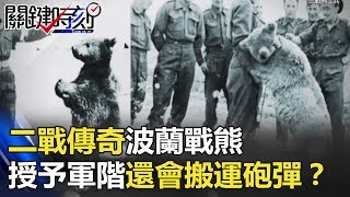 熊的報恩！二戰傳奇「波蘭戰熊」不只授予軍階還真的會搬運砲彈！？ 關鍵時刻 20180302-3 劉燦榮