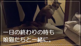 元野良の娘猫が寝る前の日常がこの子達の幸せ