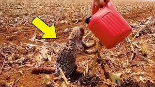 Sun-sick hedgehog follows man 2km begging for some water