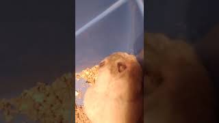 Sylvia hamster emptying her face