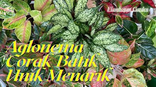 Aglonema Corak Batik