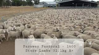 Paraway Pastoral - Briely 1600 Store Lambs 32.1kg