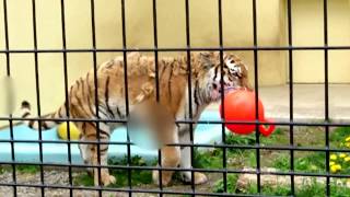 2018年5月20日 釧路市動物園 アムールトラ ココア 10歳のお祝い誕生会④