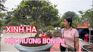 NGHE EM BÁO GIÁ MÀ ANH NGÃ NGỬA - NGƯỜI ĐẸP MỘC HƯƠNG BONSAI VÀ CÂY CÓ TRÁI VINCOM LONG BIÊN