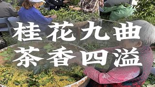 做桂花红茶，真，花醉红尘梦…