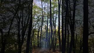 Forest sounds 🏕️🔥 Noyemberyan 🍂 Armenia