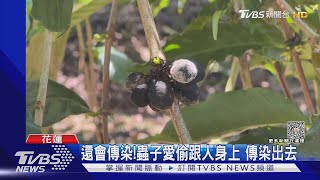 近10公頃!果園遭「咖啡果小蠹」全面攻佔｜TVBS新聞@TVBSNEWS01