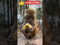 Monkey monkey eating banana is so cute #shorts #monkey #bandar