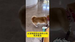 一秒都不想多呆#柴犬 #柴犬表情包 #柴柴日常 #抓拍小狗的瞬间 #谁能拒绝会旺财的修狗