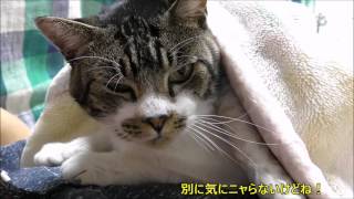 添い寝する猫リキちゃん☆パパのお腹の上が僕の場所【リキちゃんねる　猫動画】Cat videos キジトラ猫との暮らし