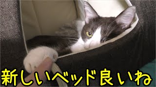 落ちる猫用ベッドを補強する、そして新しいベッドを設置、これで快適にすごせますね