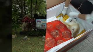 MY PET'S FUNERAL