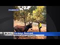 poudre fire helped to rescue donkeys from the cameron peak fire