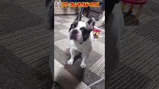 愛犬は振り向かない！　フレンチブルドッグ 『ぶーちゃん日記』