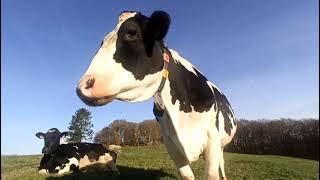 Curious Cow Meets Camera: Playful Encounter in the Pasture